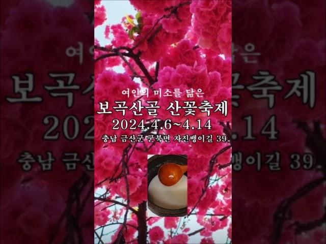 충남 금산군 군북면 보곡산골(자진뱅이길 39) 여인의 미소를 닮은 산꽃축제! 2024년 4월 6일~4월 14일까지. #산꽃축제