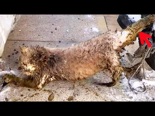 -30℃, a stray cat was smeared with feces, frozen on a bicycle!