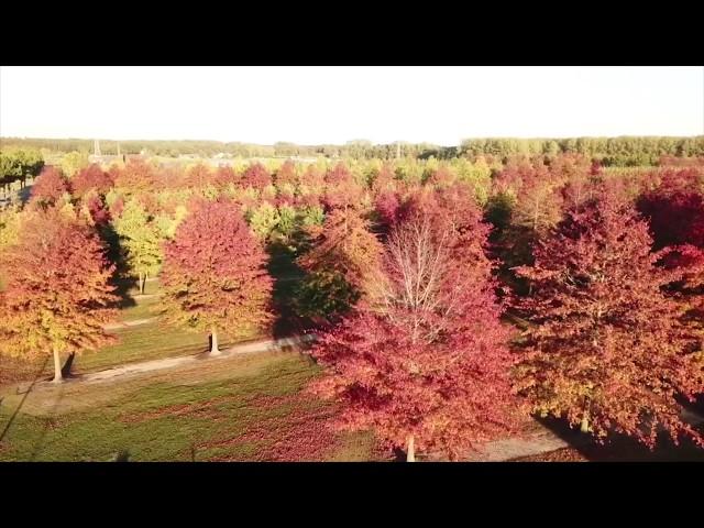 Bruns Pflanzen - Autumn Impressions