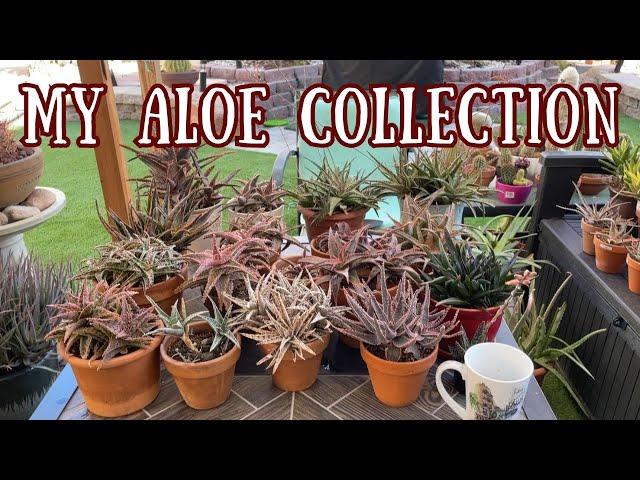 My Complete #ALOE COLLECTION | Care for Aloes