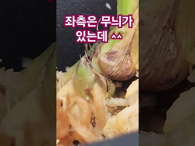 중투로 발전 되는 눈의 형태