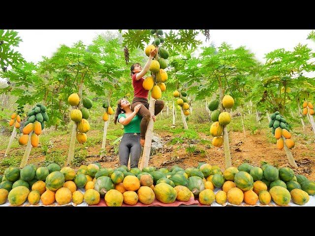 Harvesting Ripe Papaya Fruit Goes to the market sell - Cooking papaya | Tiểu Vân Daily Life