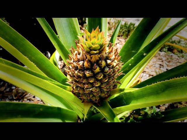 How to Grow Pineapples - & When to Harvest