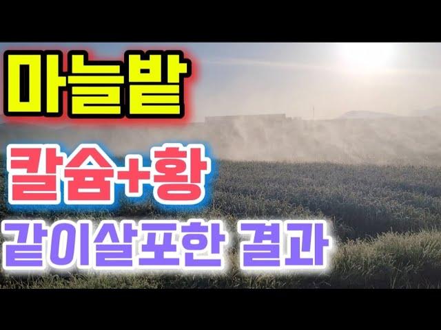 마늘밭에 칼슘/황 혼합살포 한다고? 희석비율과 물에넣는방법에따라 결과는 달라질수 있습니다~ 마늘재배 꿀팁