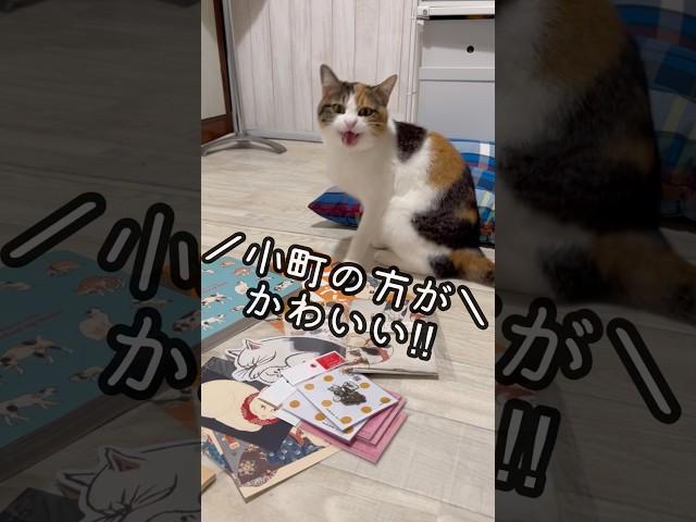 今日のおしゃべり小町。小町とネコづくし #保護猫 #三毛猫 #三毛小町 #ミケノコマチ#みけこま #おしゃべり小町