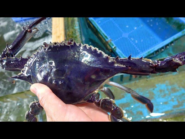 One in 100 Million? An Unbelievable Crab in Kimagure Cook's Hands!