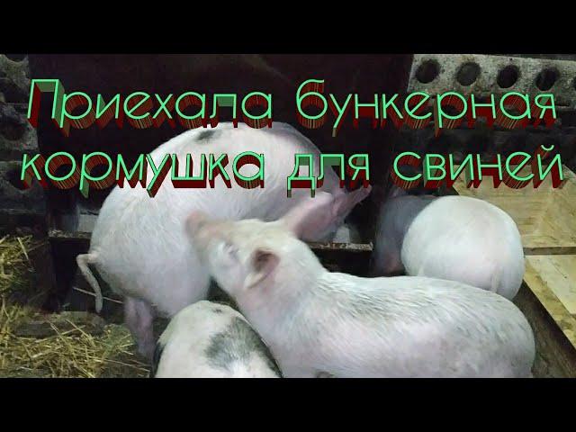 Приехала бункерная кормушка для свиней 