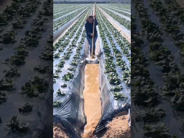 Beautiful Farming Methods #satisfying #shot #agriculture