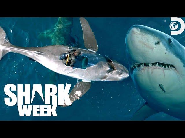 Most Wild Moments from Shark Week: Belly of the Beast: Feeding Frenzy 2023 | Discovery