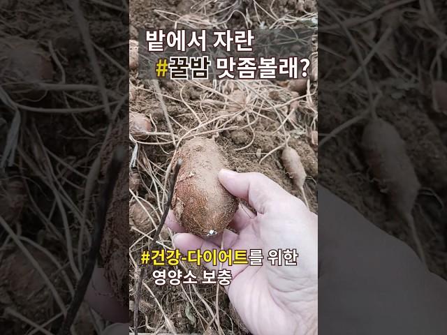 밭에서 자란 꿀밤 맛좀볼래?