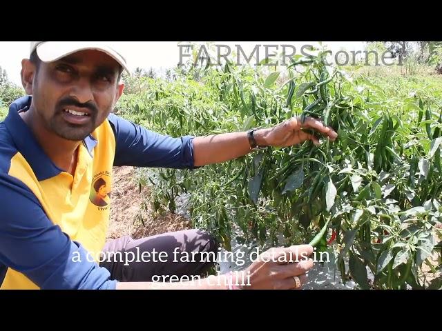 green chilli complete organic farming