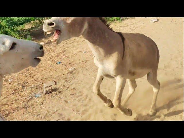 Fighting Between Grey Male Donkey & White Lame Male Donkey