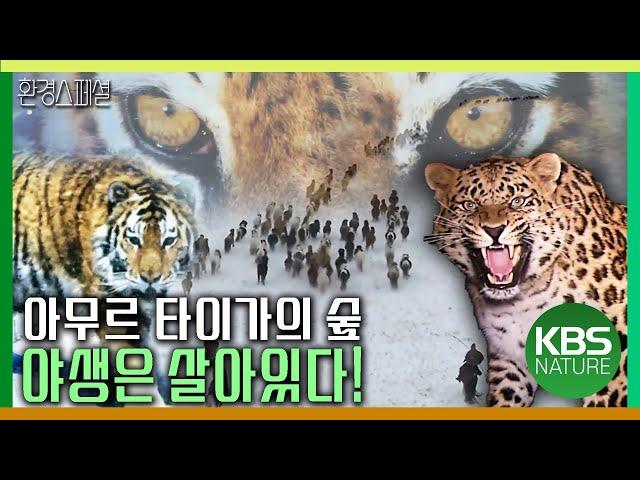 아무르 타이가의 숲, 야생은 살아있다 [동아시아 생명 대탐사 아무르-2부 타이가의 혼] / KBS 20110407 방송