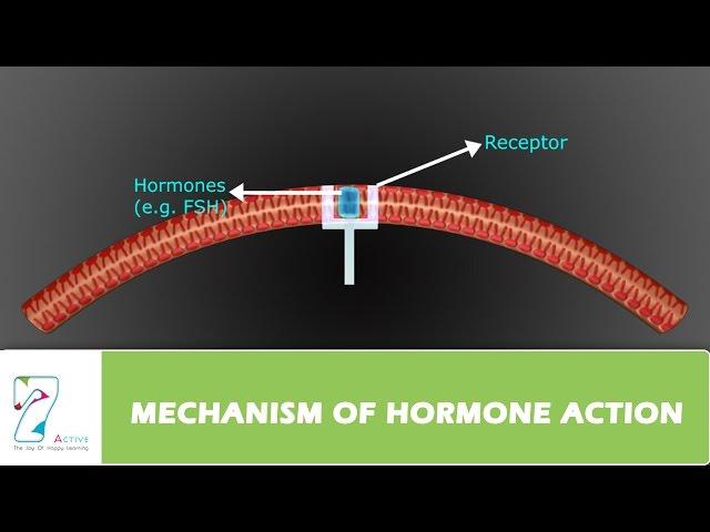 MECHANISM OF HORMONE ACTION