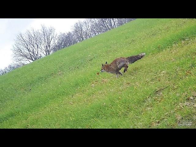 SAG NATURE srl   6302001 SHOTKAM   Caccia alla volpe   Fox Hunting