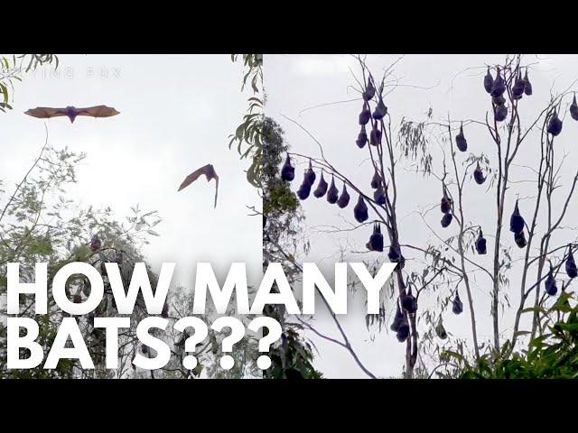 30,000 BATS?? - GREY HEADED FLYING FOX - Wildlife Wednesday #14 | Pete Ockleshaw