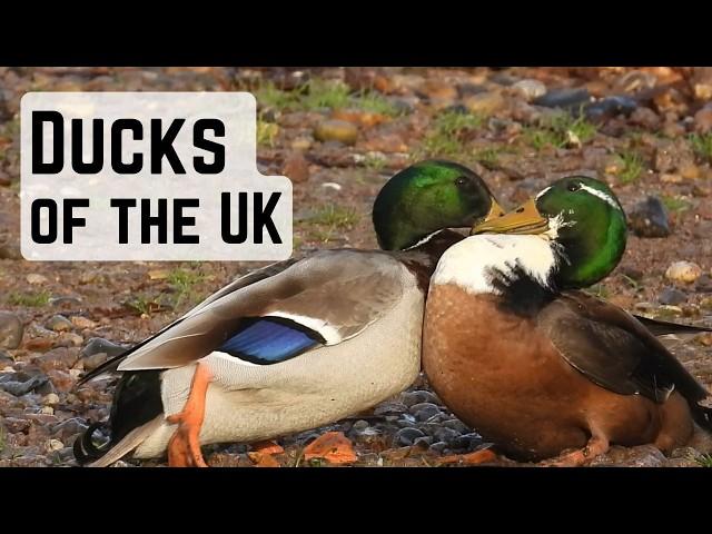 WHATS THE QUACK? the Common ducks of the UK