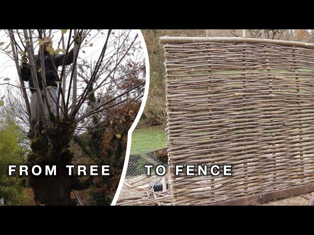 From Tree to Fence - Crafting a Wattle Hurdle Start to Finish