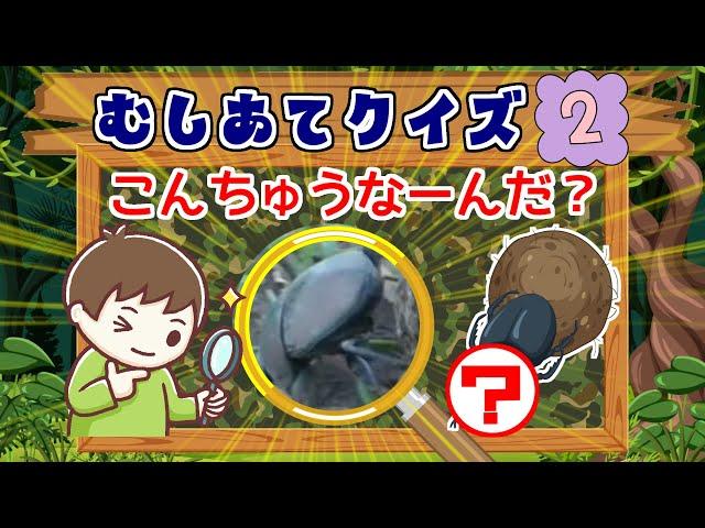 【こんちゅうクイズ】子供向け　むしあてクイズ2　insect quiz カナブン・ホタル・チョウ【実写動画】