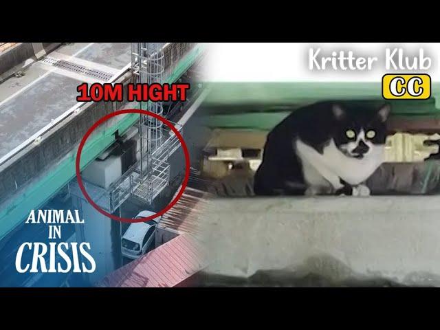 Cat Stuck On A 10M High Bridge Cries For Help l Animal in Crisis Ep 433