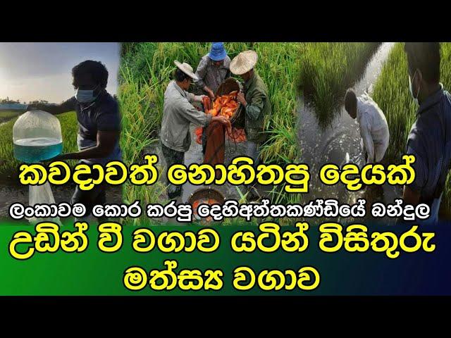 Integrated Rice and Fish Farming | කව්ද හිතුවෙ ලංකාවෙ මෙච්චර දක්ශයෝ ඉන්නව කියල | wije tv