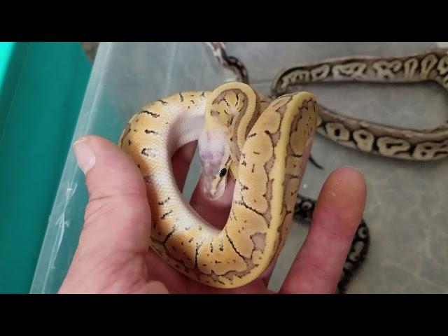 Pet Expo  beautiful new ball pythons 8/16/18
