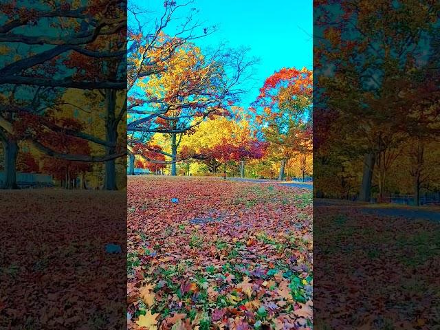 Autumn days are super beautiful #autumn #newyork #shorts #beautiful #view