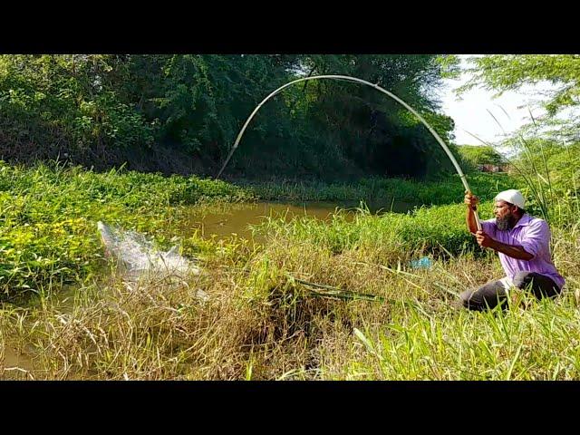 Big piranha Fish Catching||Rohu Fish hunting|Red bellied Fish Catching|Rohu Fishing|piranha Fishing