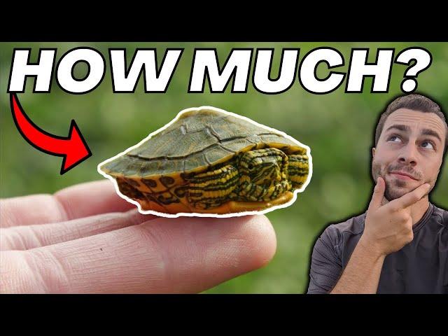 How Much Should You Feed Pet Turtles?