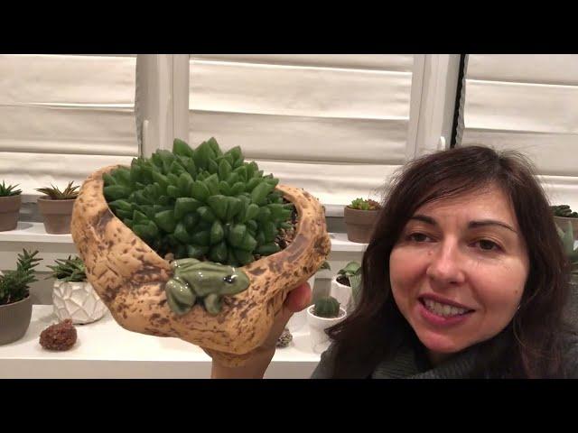 The Easiest Succulents to Take Care of! My Haworthia Collection and Tips for Haworthia Care.