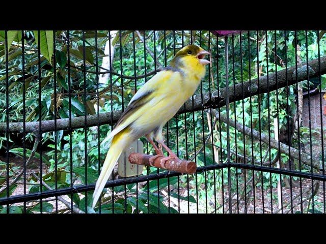 A Special Canary to Seduce All The Canaries - The Belgian Singing Canary