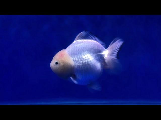 悠悠水族精品金魚_特級短尾獅！(13-14cm)