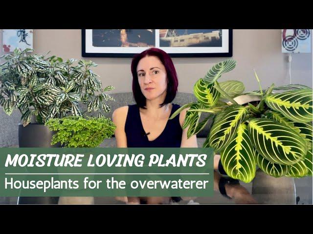 Moisture Loving Houseplants | Perfect Plants for the Overwaterer