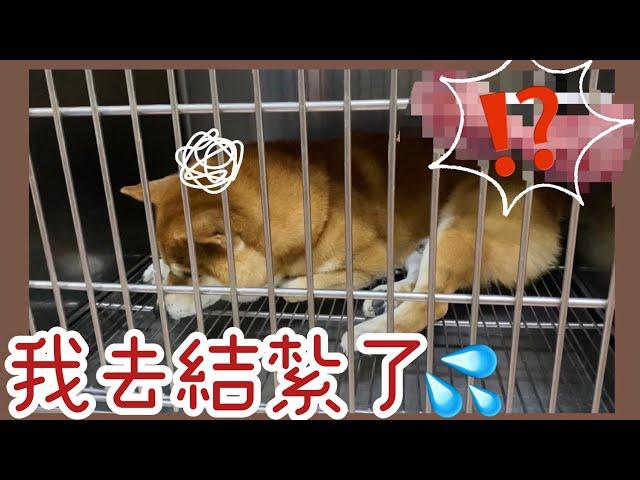 【柴犬呆萌】六歲公狗結紮日記 蛋蛋的哀傷 痛到狂叫不敢動 全家都後悔了⋯