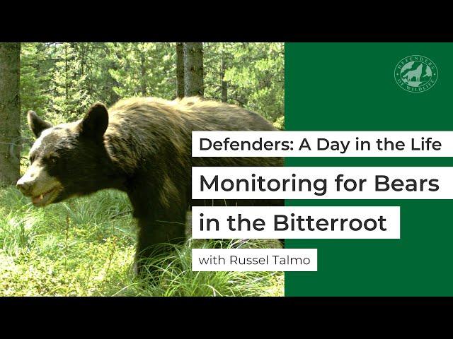 Defenders: A Day in the Life - Monitoring for Bears in the Bitterroot