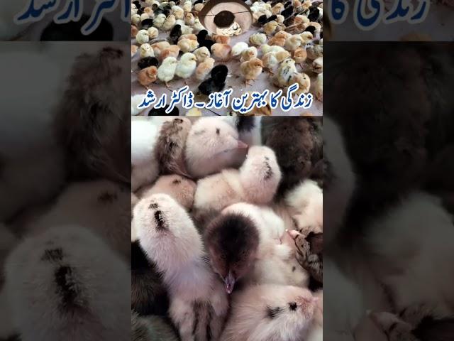 How to Raise Baby Chicks | Tips for Chicks Care | Brooding | Dr. ARSHAD