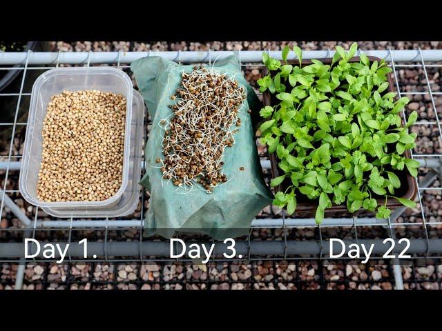 Easyest Method To Grow Coriander At Home