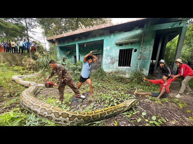 clean up Abandoned House |Brave Hunter Tracks Down a Giant Python in the thicket. Clean up 91