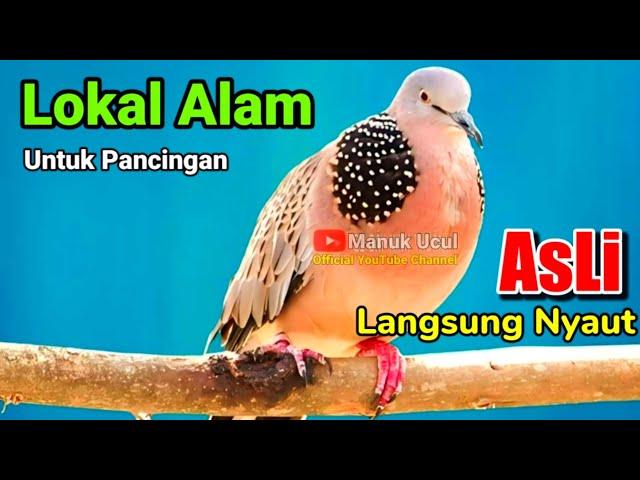 TEKUKUR GACOR suara merdu || PANCINGAN BUNYI (COCOK UNTUK SEMUA JENIS BURUNG TEKUKUR)