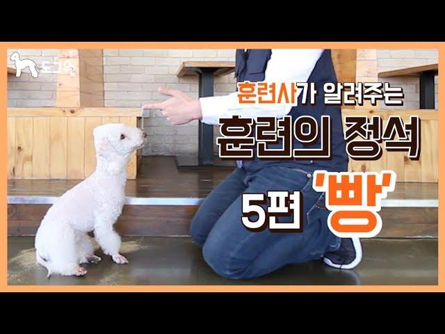 [도그원 Pet TV] 강아지 훈련의 정석 5편 빵 훈련 / 훈련사가 알려주는 / 애견훈련 / Dog Training