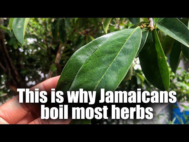 Best Way to Make Soursop Leaf Tea | Benefits of Soursop #soursop #jamaicanbushtea