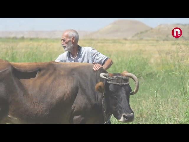 Bura vətəndir: Babək rayon Uzunoba kəndi - 31.08.2024