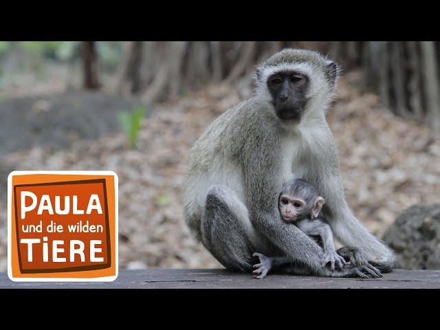 In der Affenschule | Reportage für Kinder | Paula und die wilden Tiere