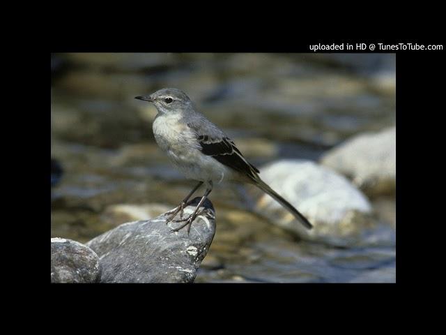 Vogelbestimmung: Gebirgsstelze (Motacilla cinerea)