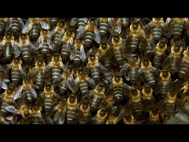 Why Do These Bees Buzz in Sync? | BBC Earth