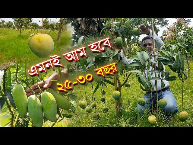 হাত দিয়েই পাড়া যাবে আম | আম গাছের নতুন জাত | mango of new variety | ছোট ছোট গাছে আম | Mango tree