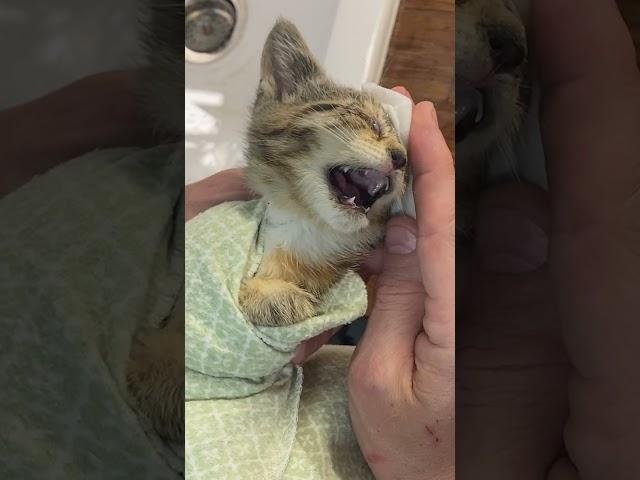 Kitten with Eye Infection Gets Much Needed Care