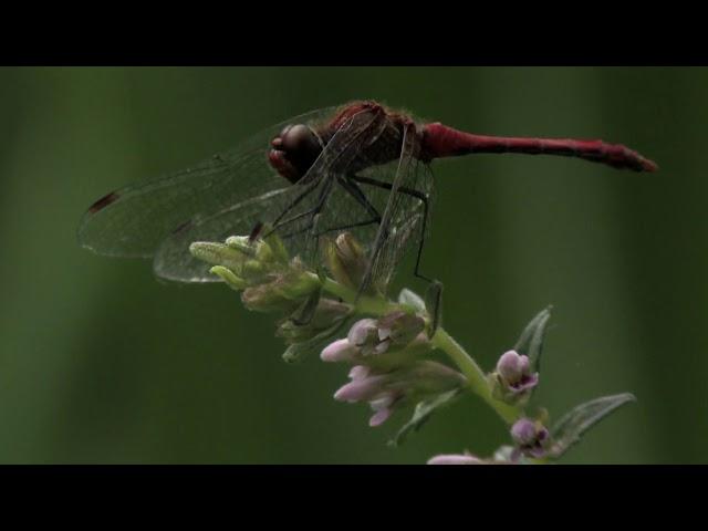 Ruddy Darter with aphids on flowers 