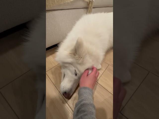 Dog head scratch  Bear #rescuedog #samoyed #husky #Bear #MomoBear