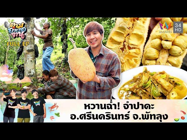 หวานฉ่ำ! จำปาดะ อ.ศรีนครินทร์ จ.พัทลุง  | ตามอำเภอจาน | 5 พ.ย. 67 Full EP